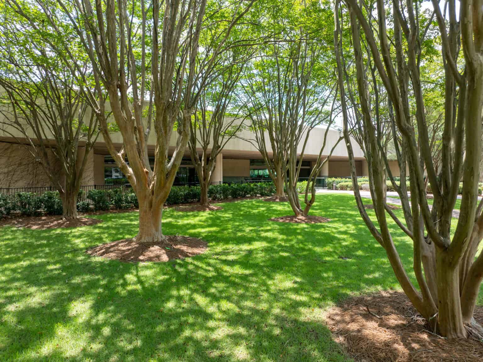 Landscaped courtyard and mature trees at Tributary